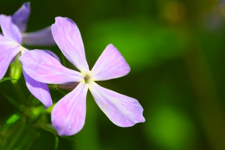 Pink phlox flowers, Phlox divaricata, close upの写真素材