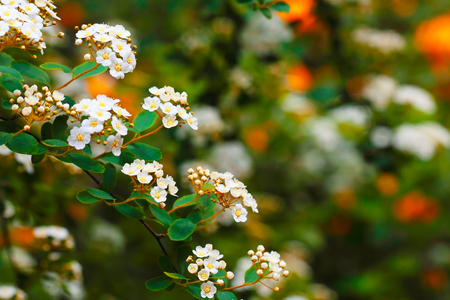 White Spiraea (Meadowsweet) Flowers in the spring garden