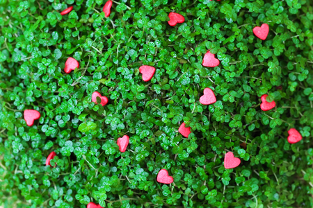Red Hearts on the green grass の写真素材