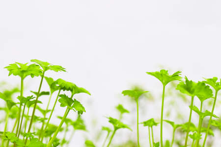 fresh parsley sprouts close up on white の写真素材