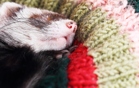Sable ferret sleeping on crocheted pillow, close upの写真素材