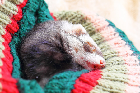 Funny sleeping female ferret, close up viewの写真素材