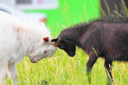 Adult and young goats fighting with their heads at an animal farmの写真素材