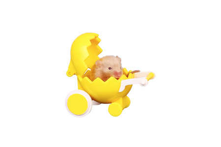 Baby mouse in doll baby carriage isolated on whiteの写真素材