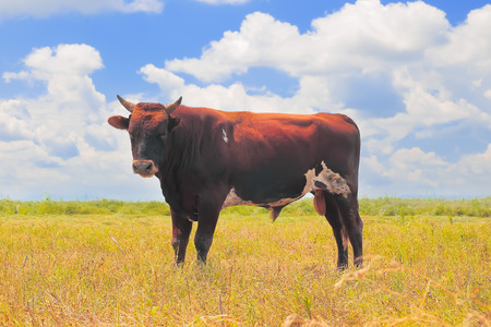 Bull on a summer pasture on the blue sky background