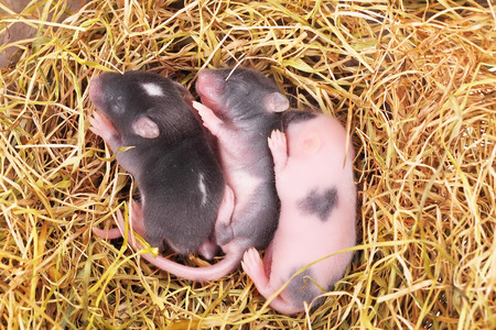 small mouse babies in straw nest, close upの写真素材
