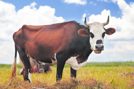 Cow on a summer pasture on the blue sky backgroundの写真素材