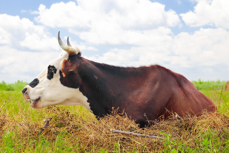 Cow on a summer pasture on the blue sky backgroundの写真素材