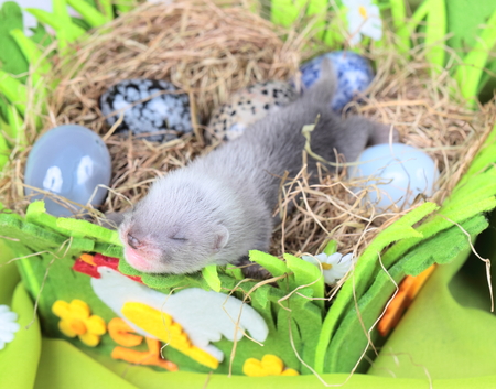 Two weeks old cute ferret baby in the nest of hay with decorationsの写真素材
