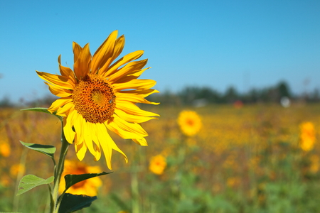 Blooming sunflower on the blue sky backgroundの写真素材
