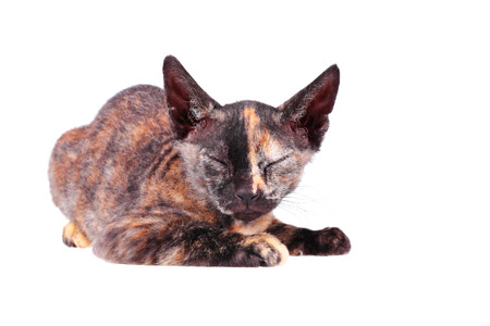 Young canadian brush sphinx cat  isolated on white background