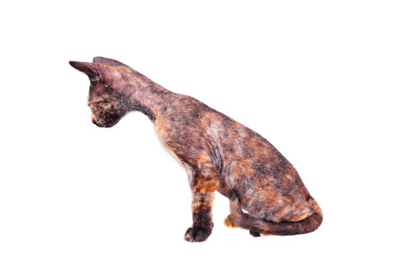Young canadian brush sphinx cat  isolated on white background