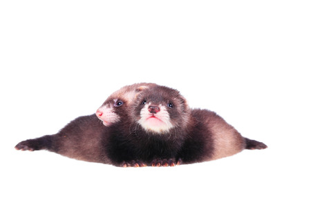 Two little ferret babies isolated in white backgroundの写真素材