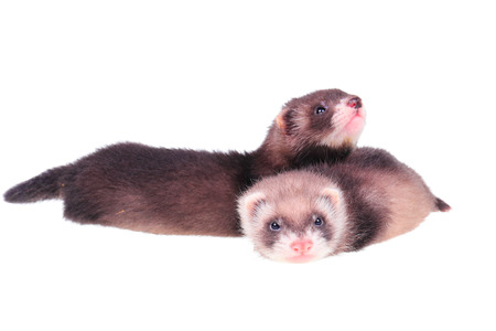 Two little ferret babies isolated in white backgroundの写真素材