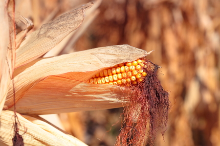 close up view of golden ripe corn plant