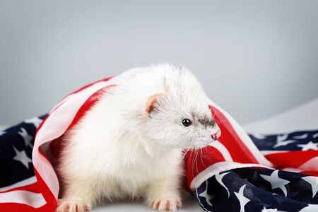 Little cute ferret on the USA flag backgroundの写真素材