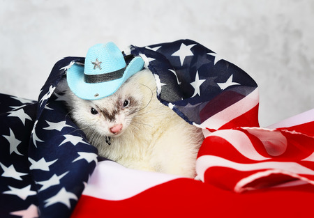 Little cute ferret in a cowboy hat on the USA flag backgroundの写真素材