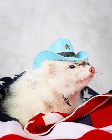 Little cute ferret in a cowboy hat on the USA flag backgroundの写真素材