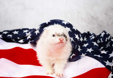 Little cute ferret on the USA flag backgroundの写真素材
