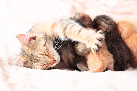Cat nursing her little kittens, close upの写真素材