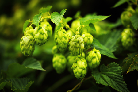 green ripe hop branches, close up viewの写真素材