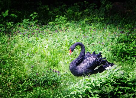 Black swan in Almaty zoo, Kazakhstanの写真素材