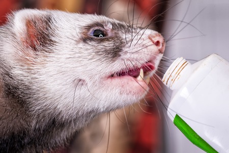 Portrait of sable ferret eating the vitamine pasteの写真素材