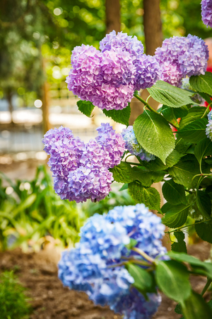 Colorful flowers hydrangeas