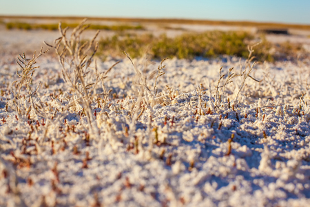 Steppe saline soils of Kazakhstanの写真素材