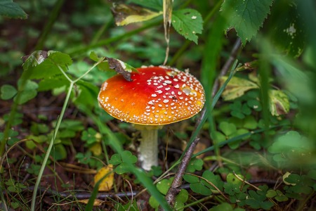 Bright red wild poisonous Fly Agaric mushroomの写真素材