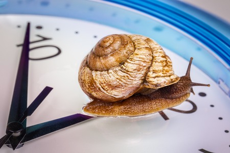 a grape snail on an desktop clock