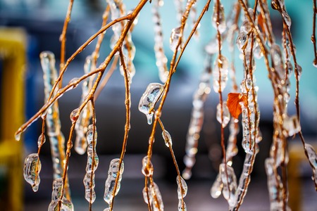 birch branches covered with ice
