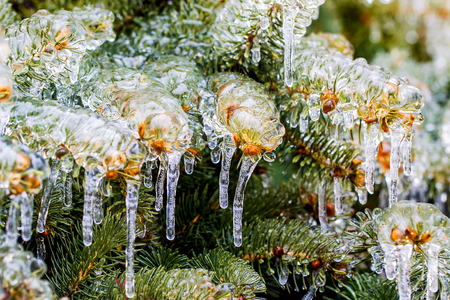 branches of spruce covered with iceの写真素材