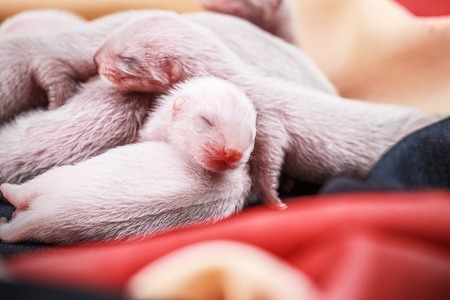 ferret babies 3-days newbornの写真素材