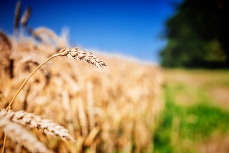 Golden wheat fieldの写真素材