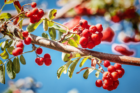 Ripe red ashberryの写真素材