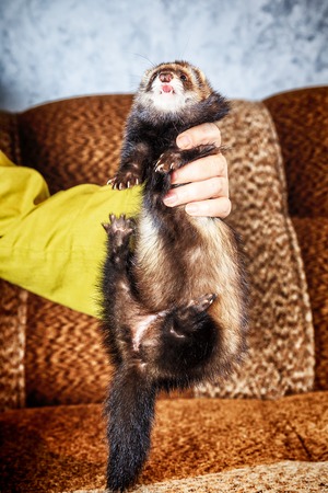 Close up Portrait of Ferret in woman handsの写真素材