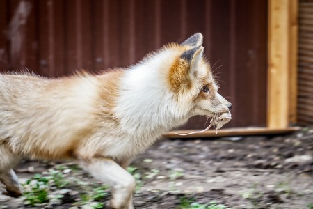 Domestic golden fox with its preyの写真素材
