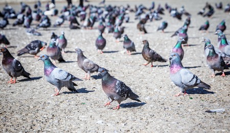 Many pigeons on the streetの写真素材