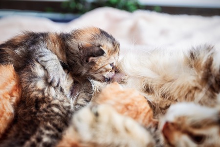 Mother cat nursing baby kittensの写真素材