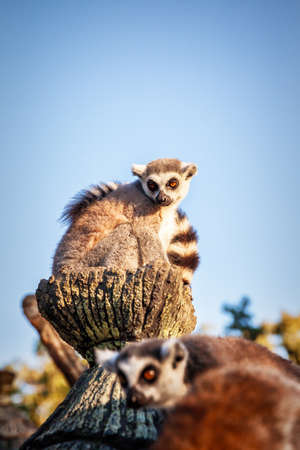 Ring-tailed Lemur Lemur Catta in safari-park