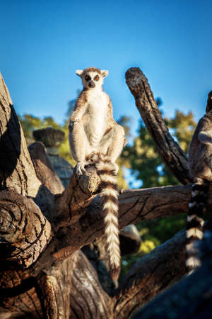 Ring-tailed Lemur Lemur Catta in safari-park