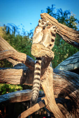 Ring-tailed Lemur Lemur Catta in safari-parkの写真素材