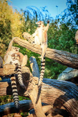 Ring-tailed Lemur Lemur Catta in safari-parkの写真素材