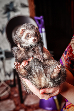 Portrait of ferret sitting on womans hand and looking forward.の写真素材