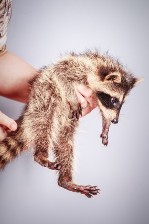Funny young raccoon in the woman handsの写真素材