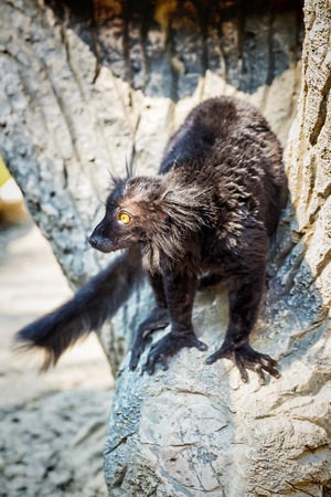 BlackLemur Eulemur macaco in safari-park, Krasnodar, Russiaの写真素材