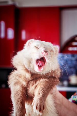 Young dometsic ferret with muddy muzzle, close upの写真素材