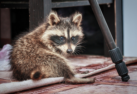 Portrait of little playful racoon animal, close upの写真素材