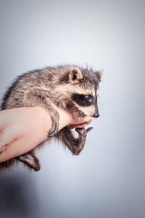 Funny little young raccoon in the woman's handの写真素材